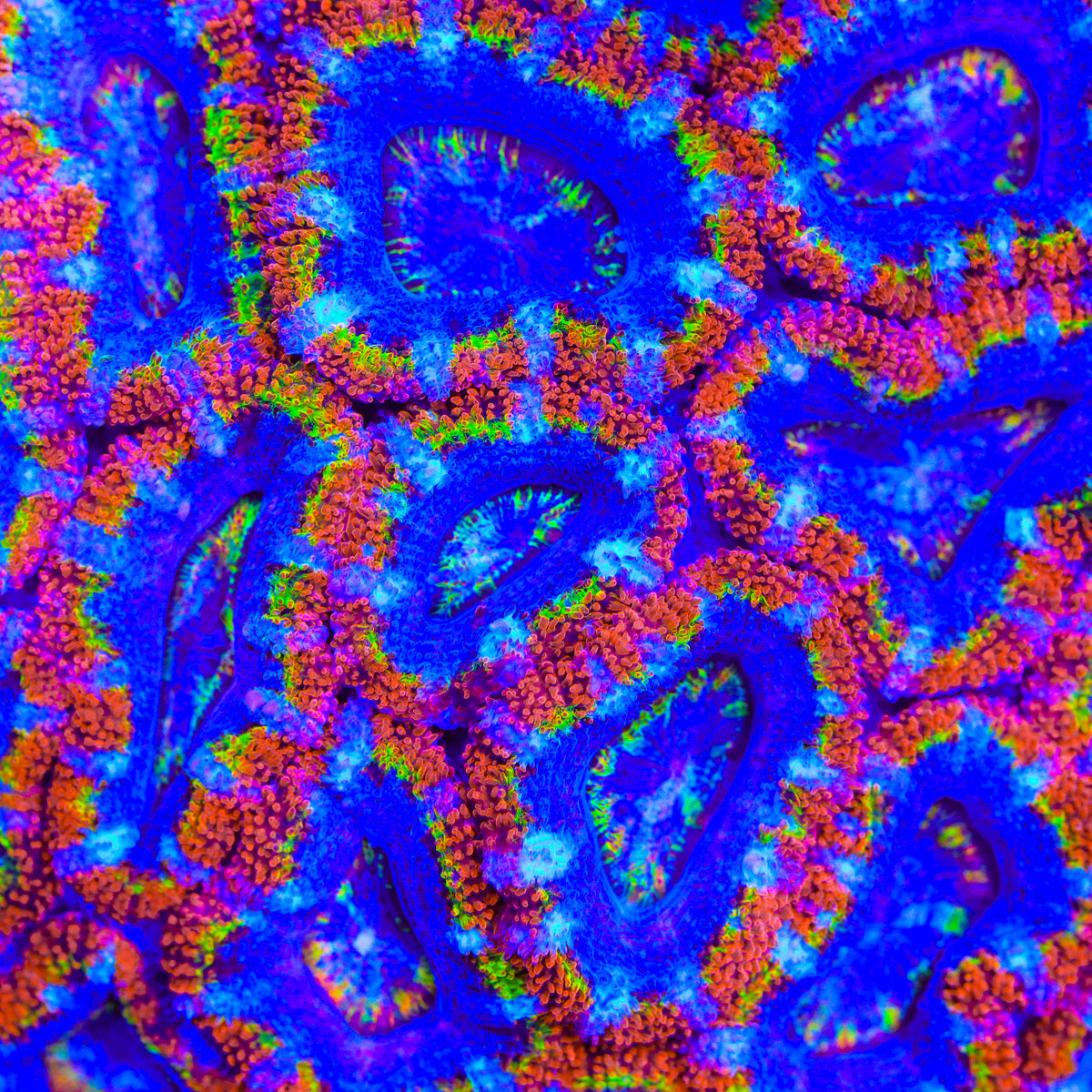 TSA Superman Sunshine Acan Coral