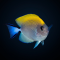 Swallowtail Angelfish - Female - Genicanthus melanospilos