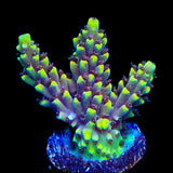 TGC Red Cadillac Acropora Coral