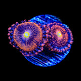 TSA Angel Eye Zoanthids Coral