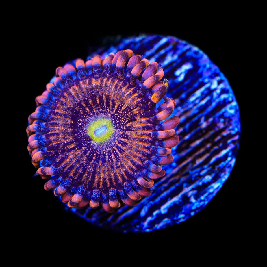 TSA Angel Eye Zoanthids Coral