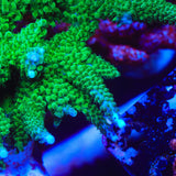 TSA Aquamarine Stag Acropora Coral