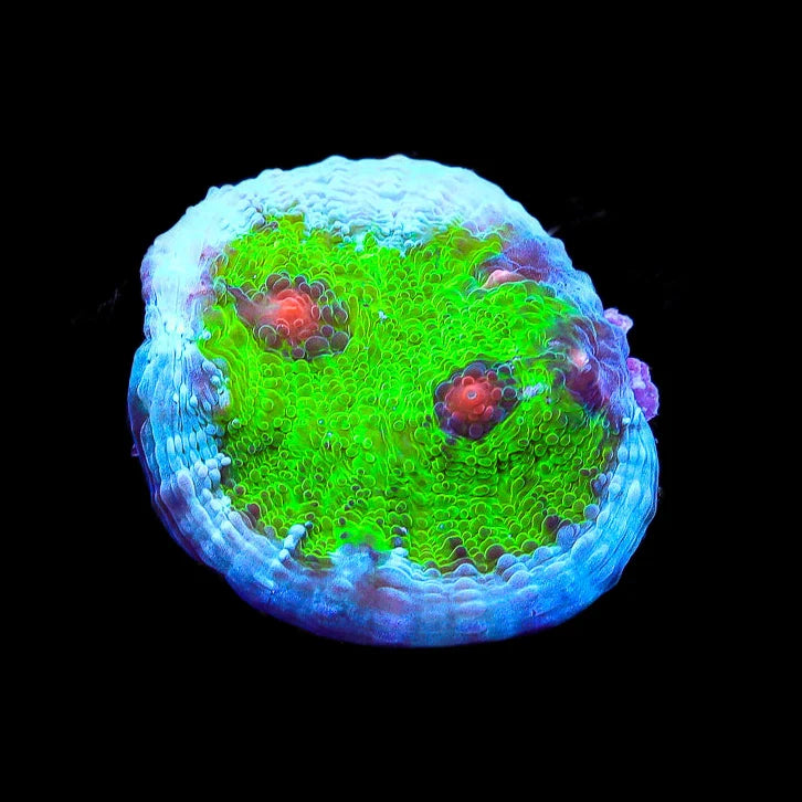 TSA Avatar Chalice Coral