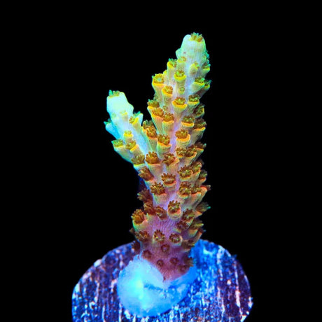 TSA Bill Murray Acropora Coral