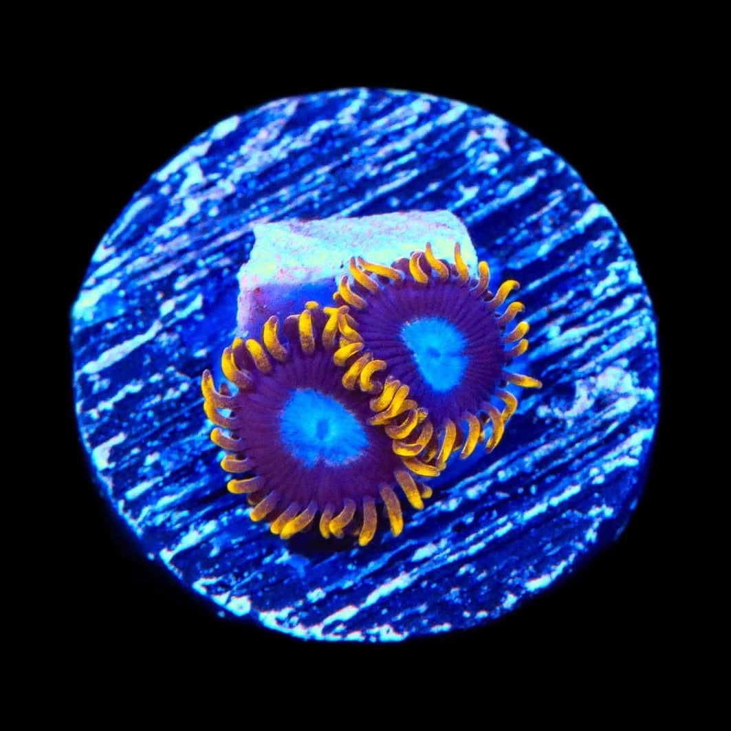 TSA Blue Eye Hornet Zoanthids Coral coral identification and care guide