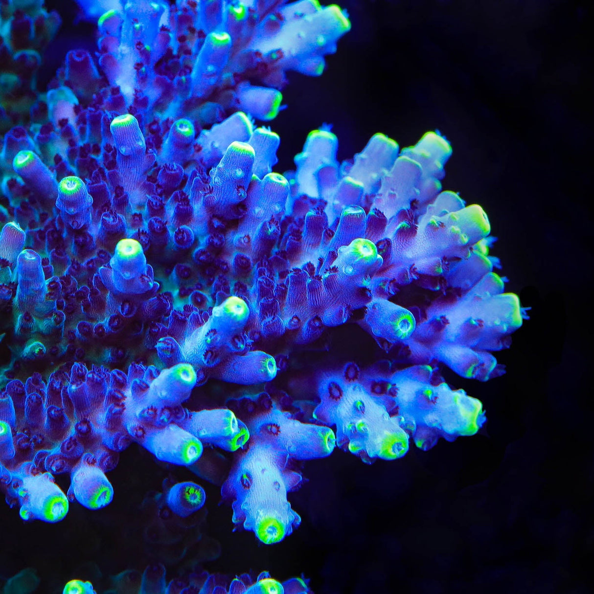 TSA Blue Flame Acropora Coral