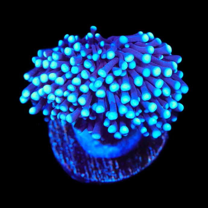 TSA Blue Torch Coral