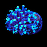 TSA Blue Torch Coral