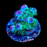 TSA Blueberry Sarmentosa Acropora Coral