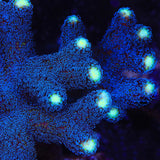 TSA Blueberry Stylophora Coral