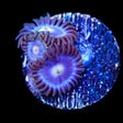 TSA Blueberry Zoanthid Coral