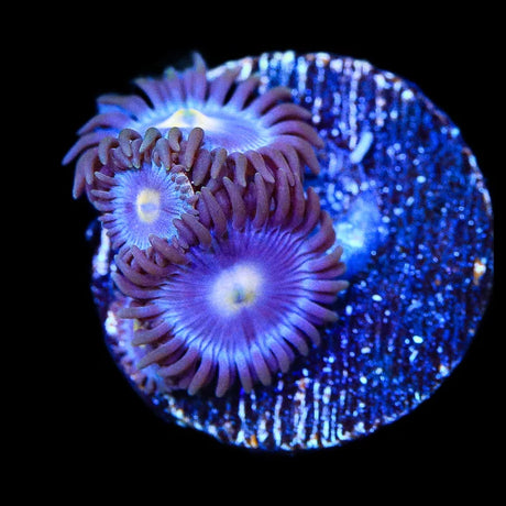 TSA Blueberry Zoanthid Coral