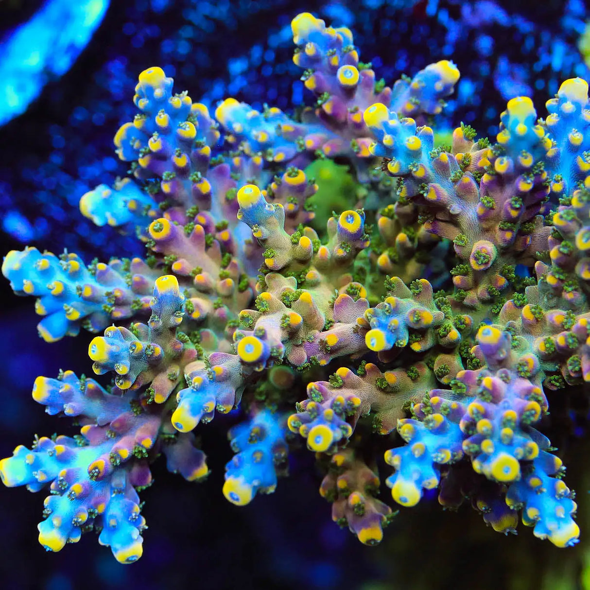 TSA Bollywood Acropora Coral