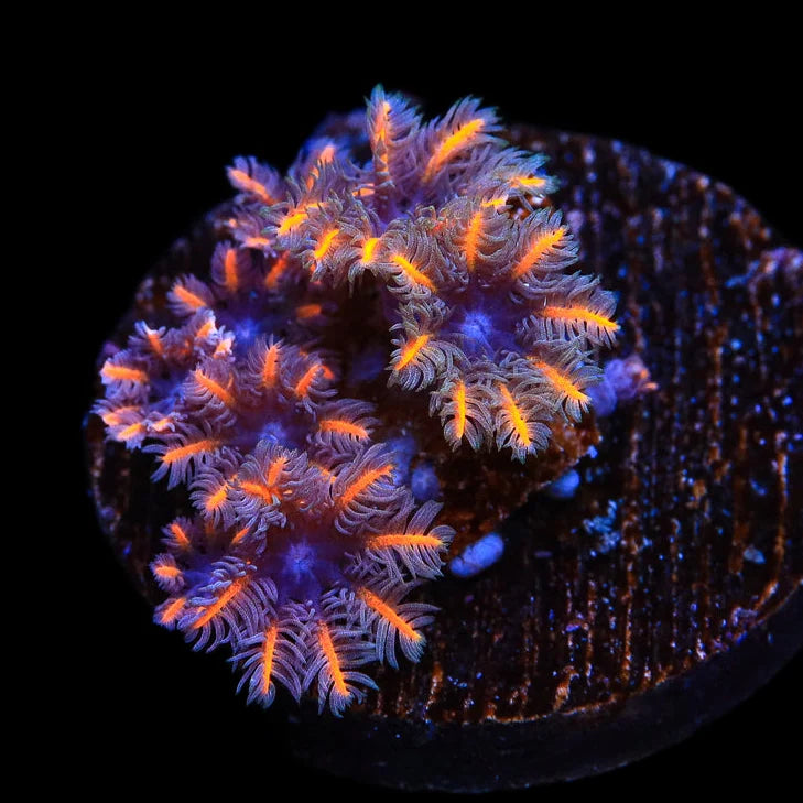 TSA Candy Corn Clove Polyp Coral