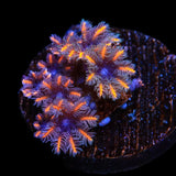 TSA Candy Corn Clove Polyp Coral