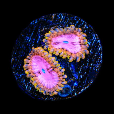 TSA Chemically Altered Zoanthids Coral