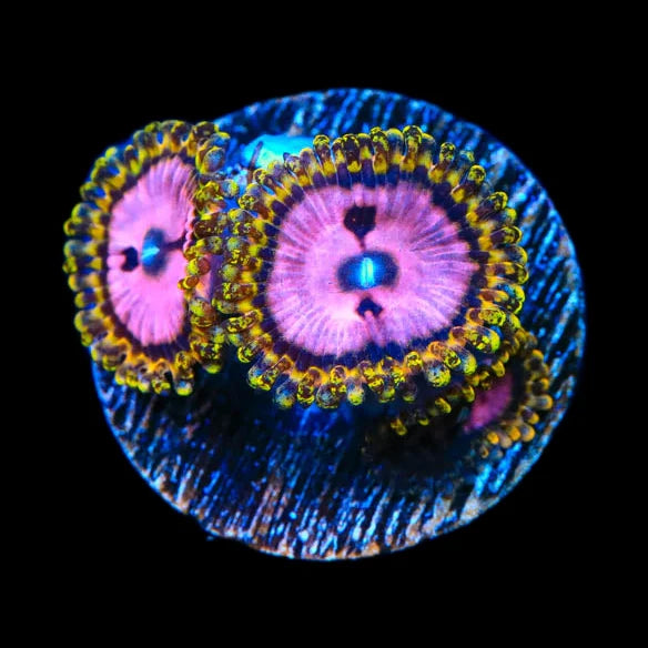 TSA Chemically Altered Zoanthids Coral