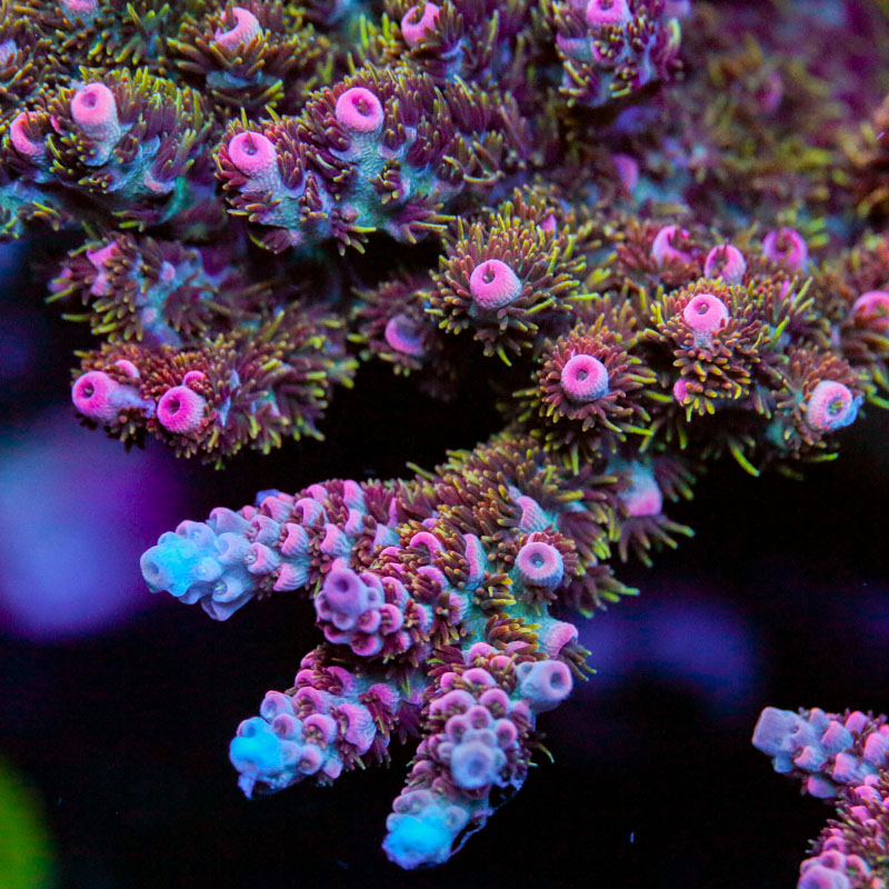 TSA Daydream Acropora Coral