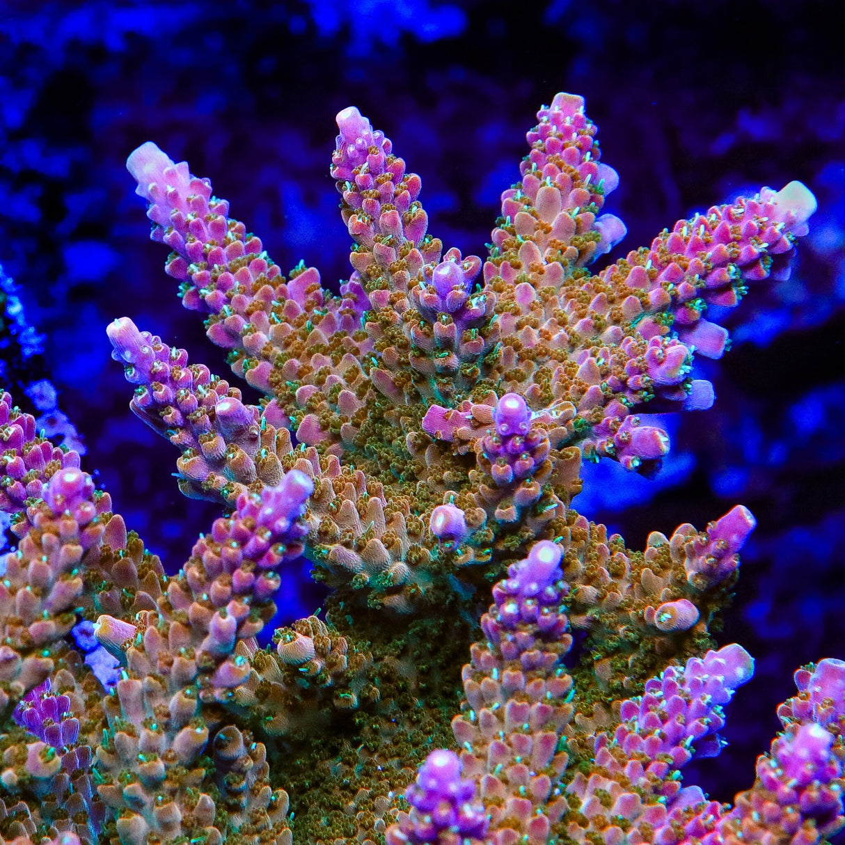 TSA Explosive Ember Acropora Coral – Top Shelf Aquatics