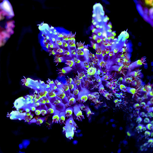 TSA Exquisita Stag Acropora Coral