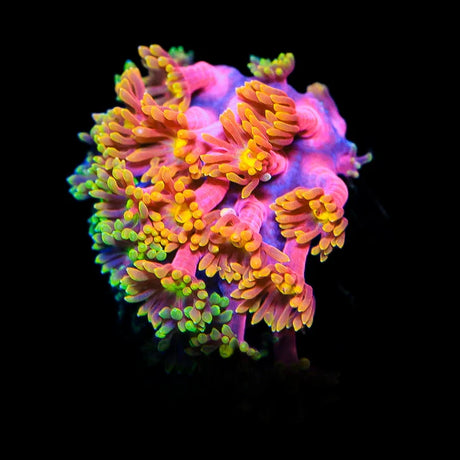 TSA Fantasia Goniopora Coral