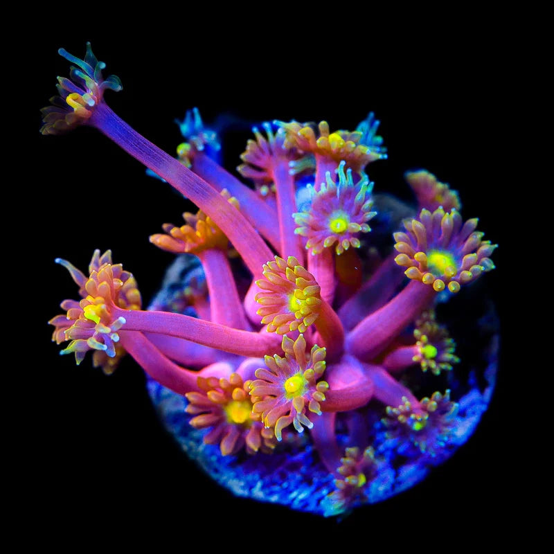 TSA Fantasia Goniopora Coral