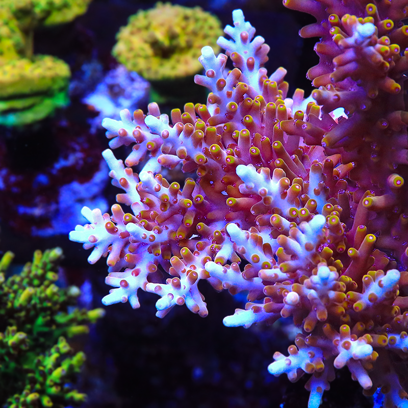 TSA Fire Dragon Acropora Coral – Top Shelf Aquatics