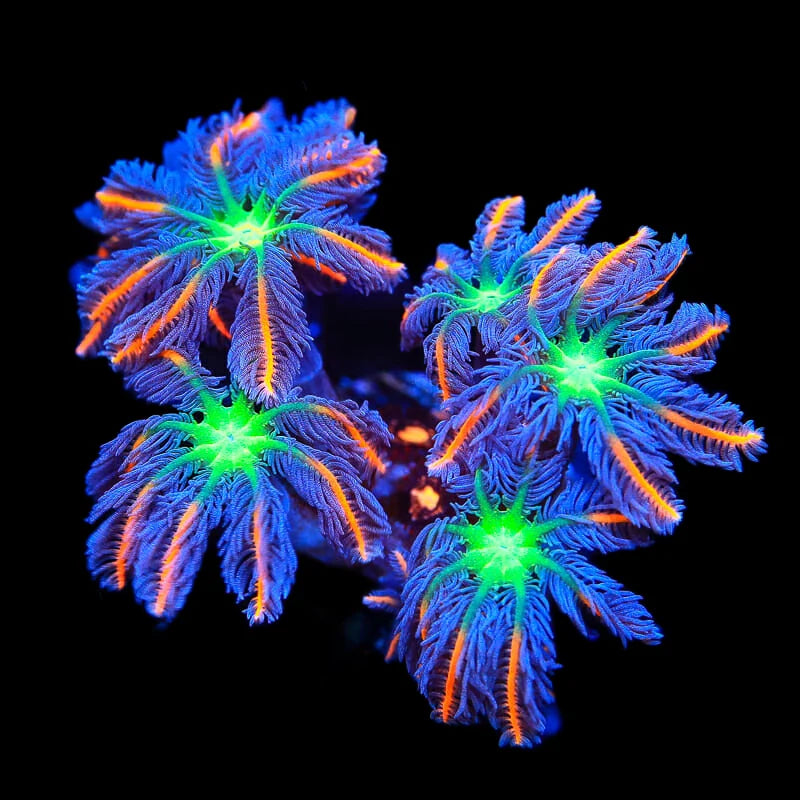 TSA Firework Clove Polyp Coral