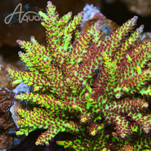 TSA Flame Tip Microclados Acropora Coral