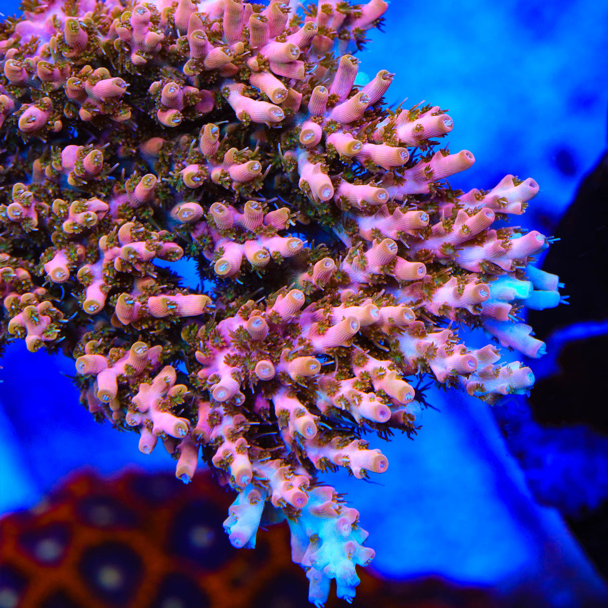 TSA Flower Bomb Acropora Coral