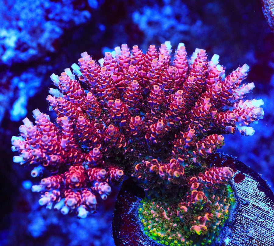 TSA Fruity Pebbles Acropora Coral Top Shelf Aquatics