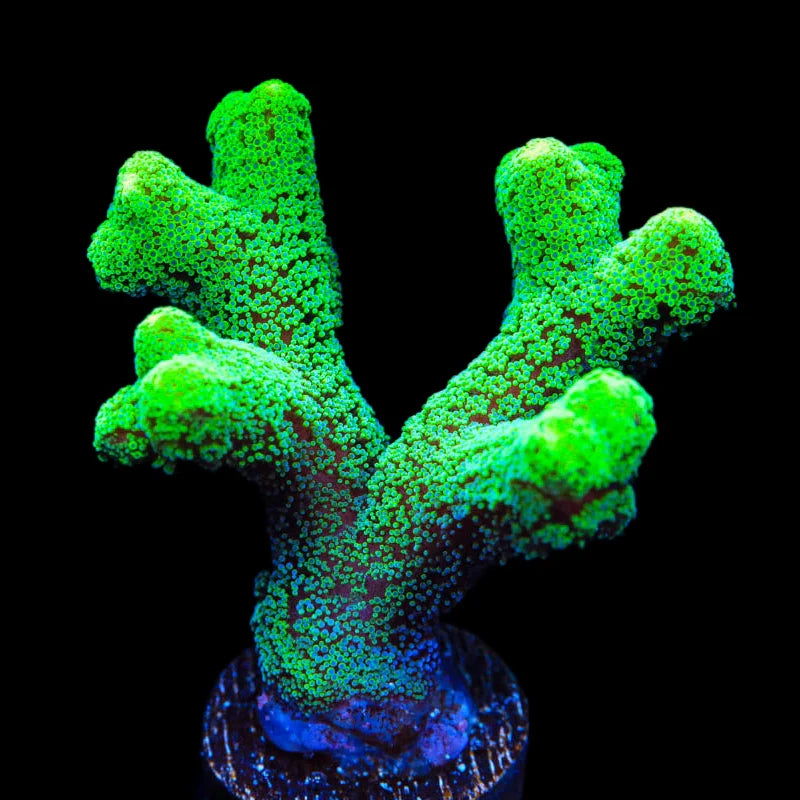 TSA Fuzzy Birdsnest Coral