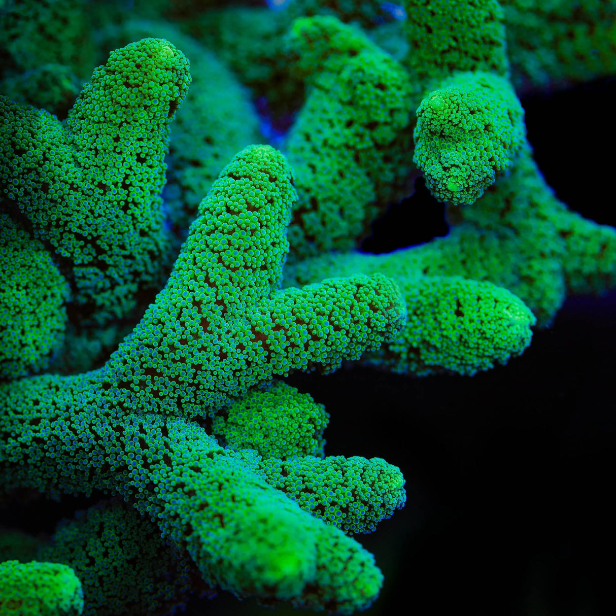 TSA Fuzzy Birdsnest Coral