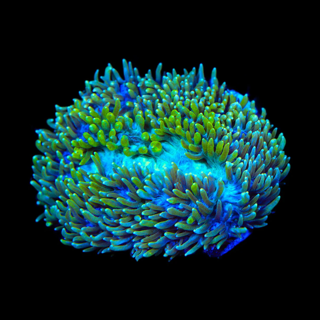 TSA Iceman Hydnophora Coral