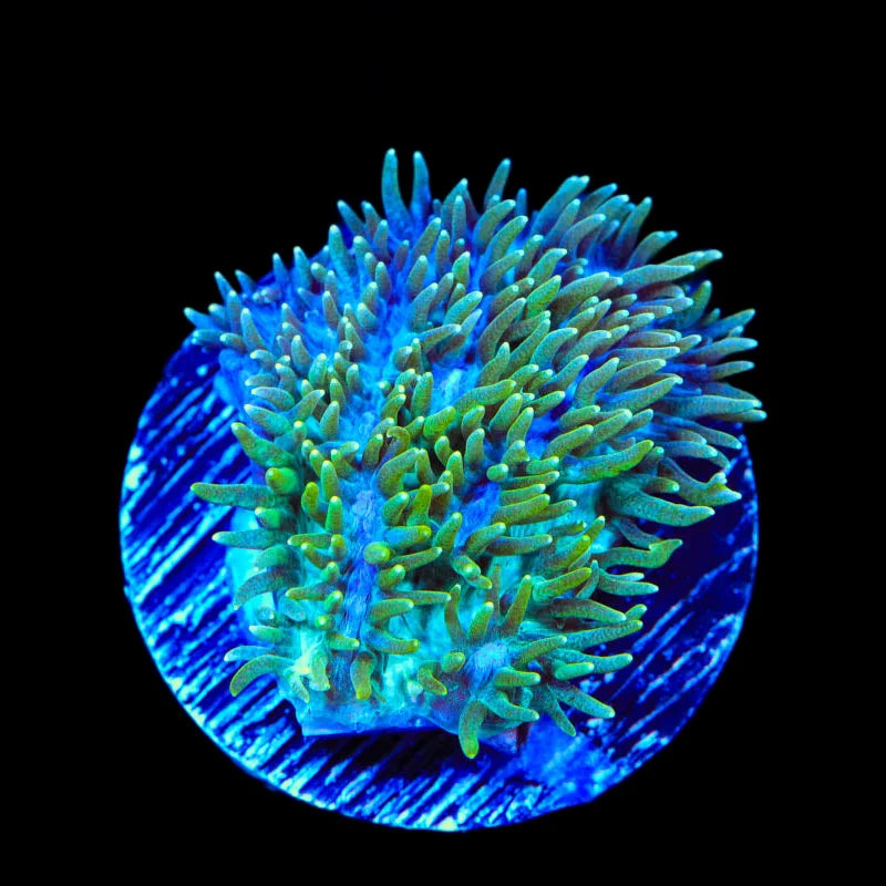 TSA Iceman Hydnophora Coral