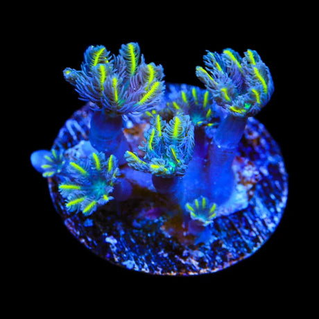 TSA Lemon Laser Clove Polyp Coral