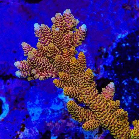 TSA Lion O Acropora Coral - Top Shelf Aquatics