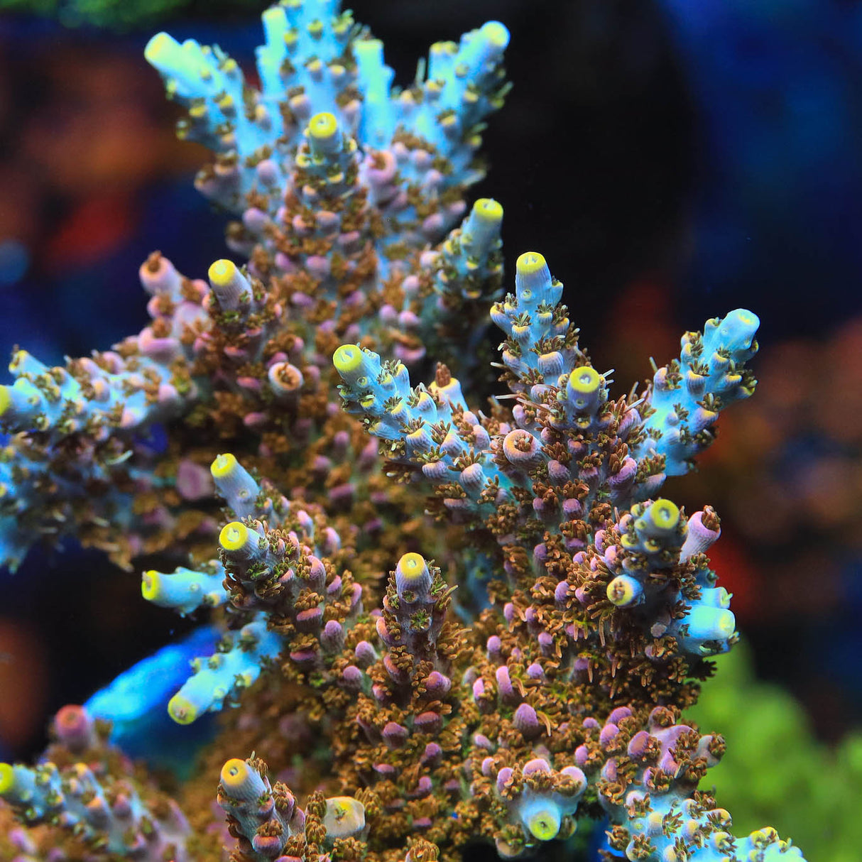 TSA Long Island Acropora Coral – Top Shelf Aquatics