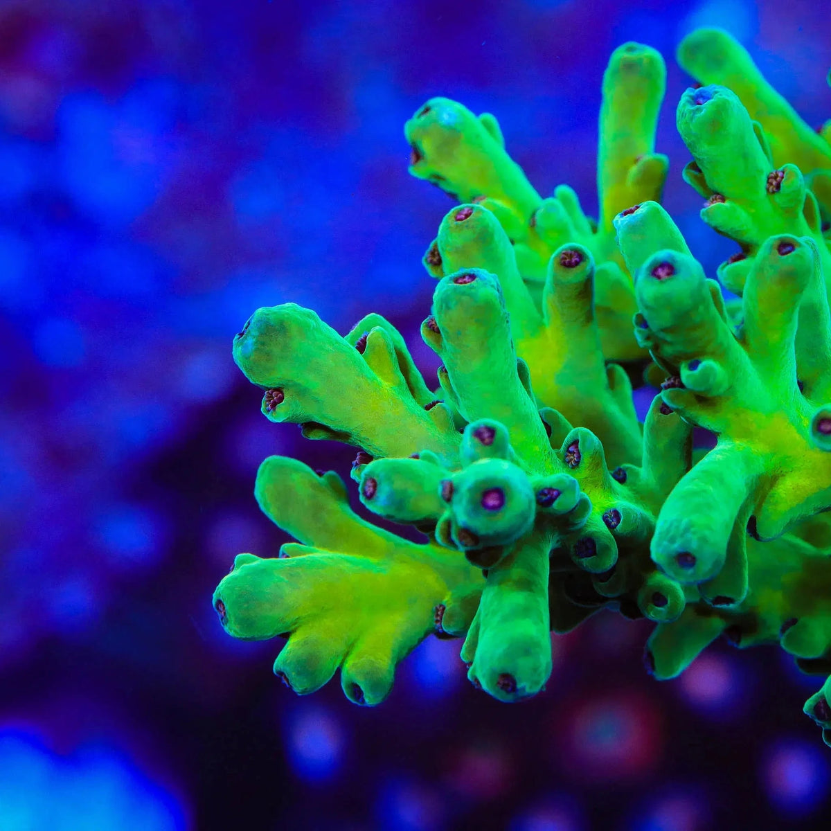 TSA Malaysia Jawdropper Acropora Coral Top Shelf Aquatics