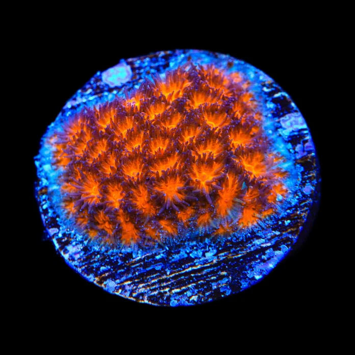 TSA Mayhem Leptastrea Coral