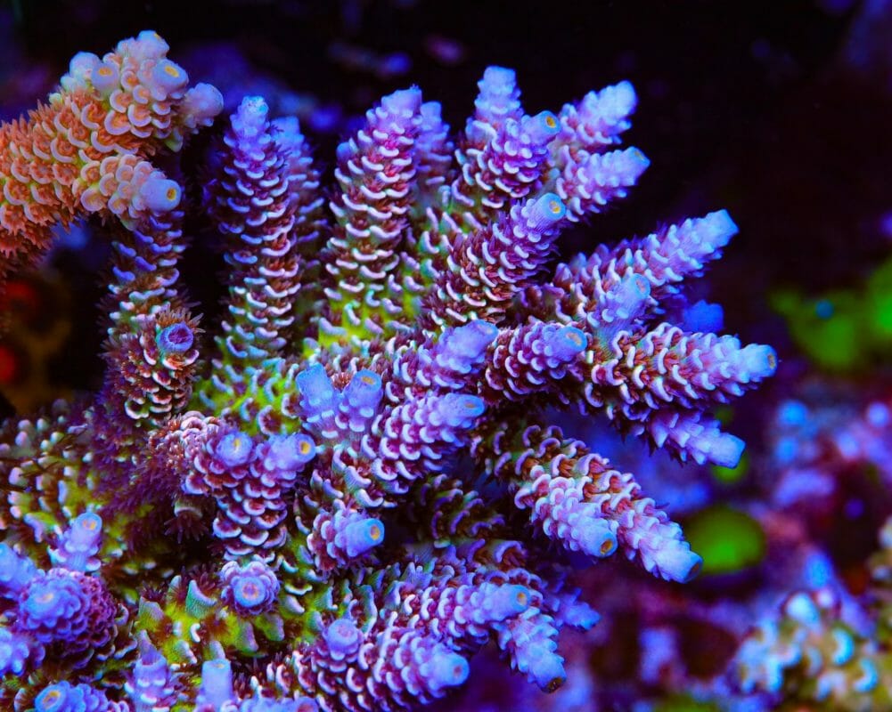 TSA Nebula Acropora Tenuis Coral