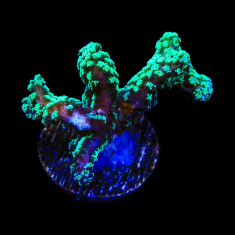 TSA Neon Green Birdsnest Coral