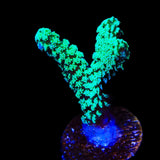 TSA Neon Green Birdsnest Coral