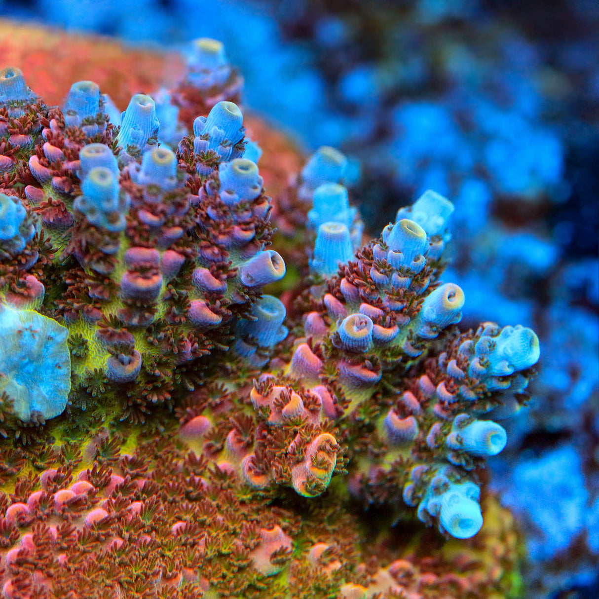 TSA Four Loko Acropora Coral – Top Shelf Aquatics