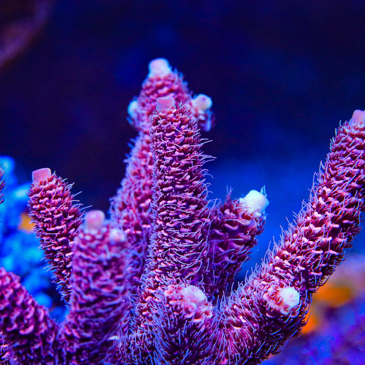 TSA Phantom Millepora Acropora Coral – Top Shelf Aquatics
