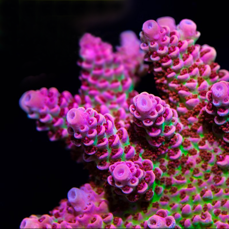 TSA Princess Peach Acropora Coral