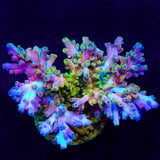 TSA Rainbow Fever Acropora Coral