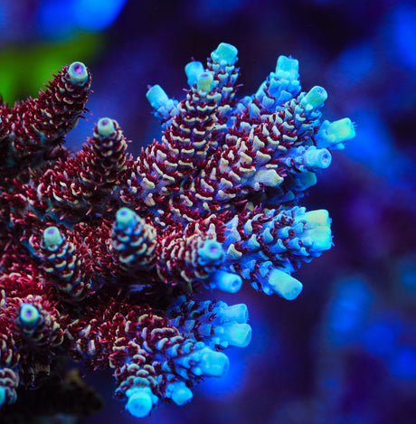 TSA Rainbow Sherbet Acropora Coral - Top Shelf Aquatics