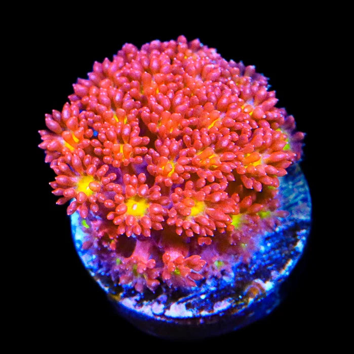 TSA Raspberry Limeade Goniopora Coral