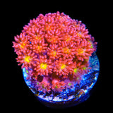 TSA Raspberry Limeade Goniopora Coral